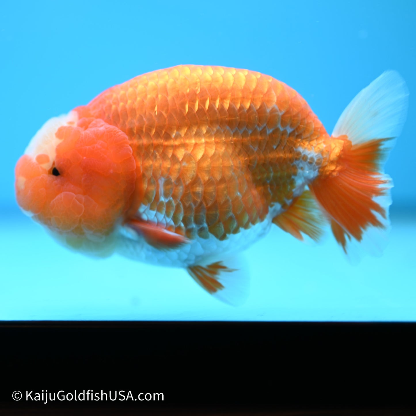 Jade Seal Red White Buffalo Ranchu 4.5in body (240524_RC03) - Kaiju Goldfish USA