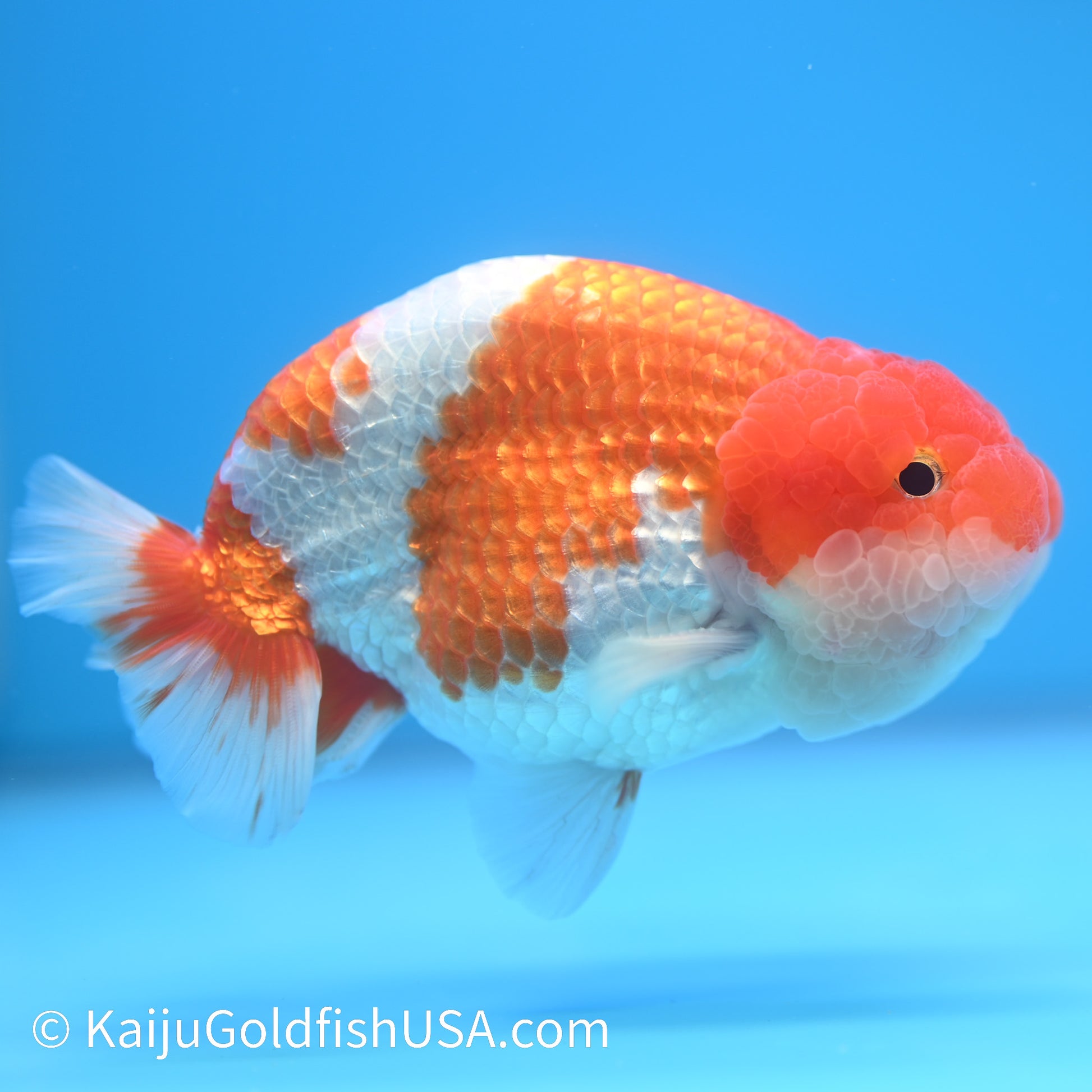 Red White Buffalo Ranchu 4.5 - 5 inches (240301_RC03) - Kaiju Goldfish USA