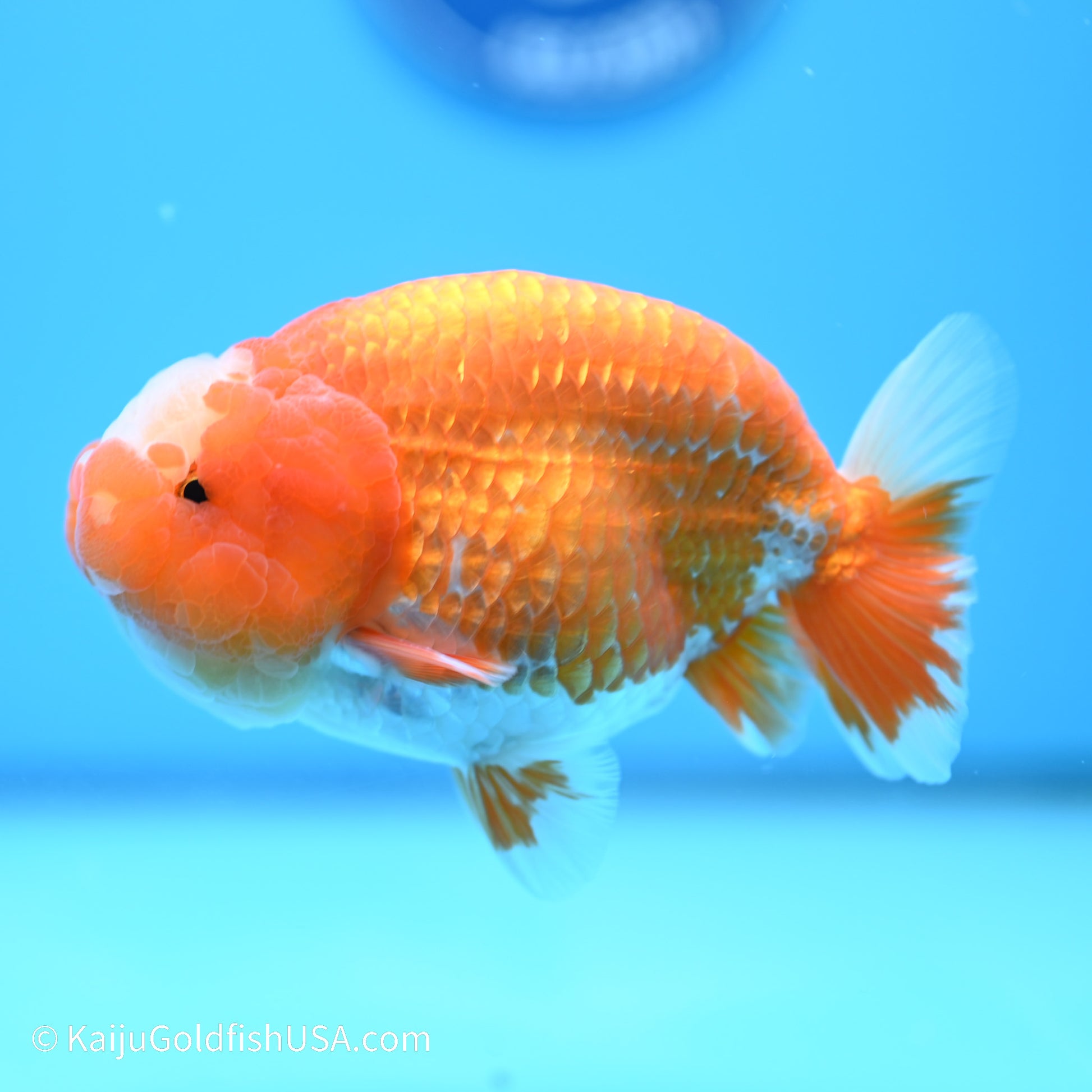 Jade Seal Red White Buffalo Ranchu 4.5in body (240524_RC03) - Kaiju Goldfish USA