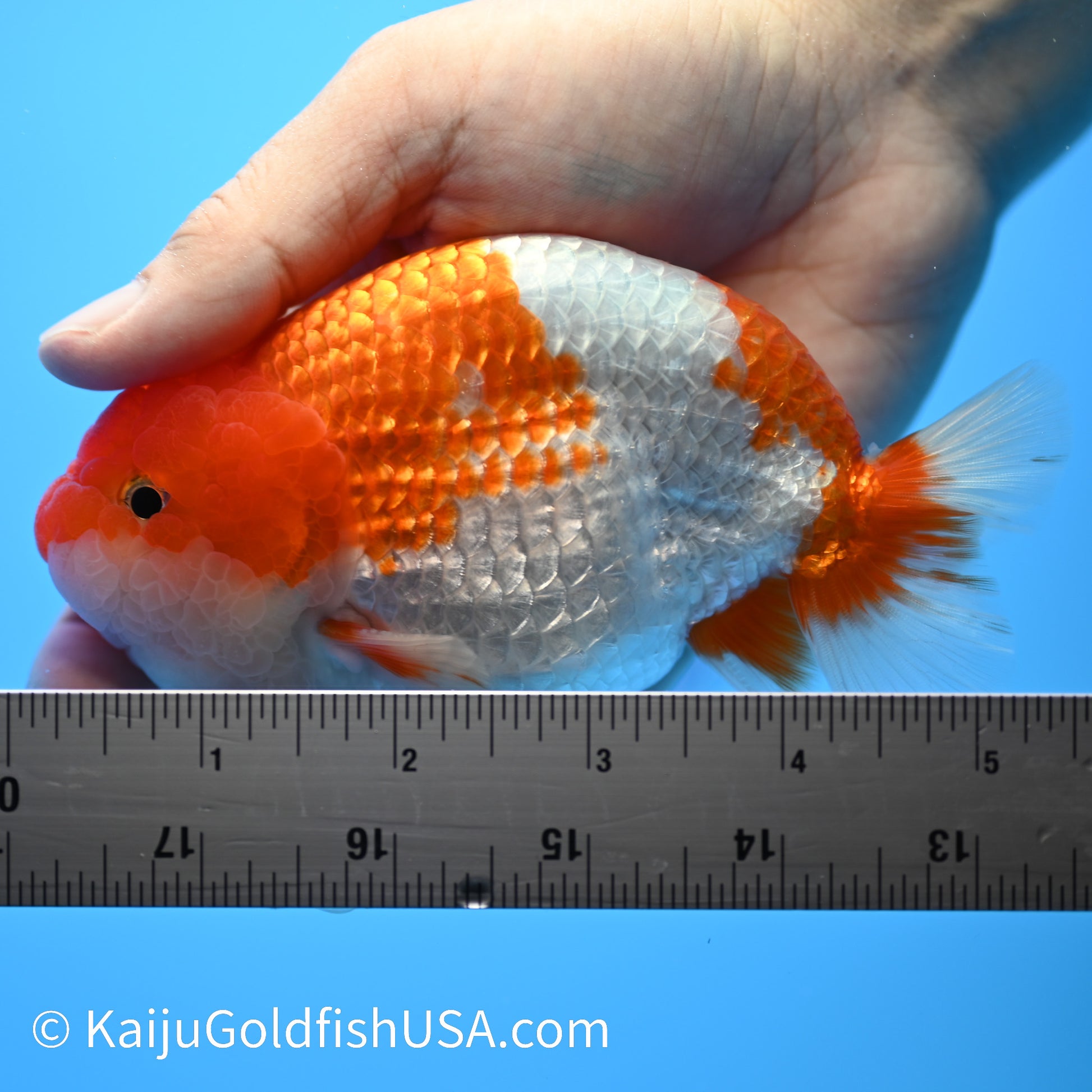 Red White Buffalo Ranchu 4.5 - 5 inches (240301_RC03) - Kaiju Goldfish USA