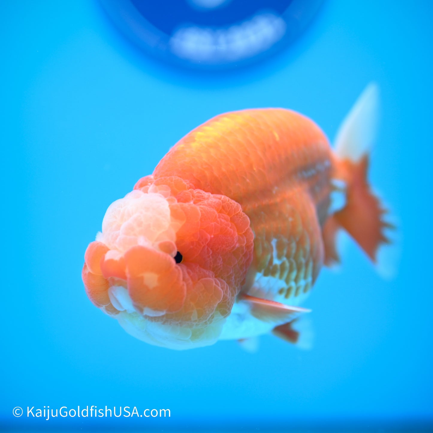 Jade Seal Red White Buffalo Ranchu 4.5in body (240524_RC03) - Kaiju Goldfish USA