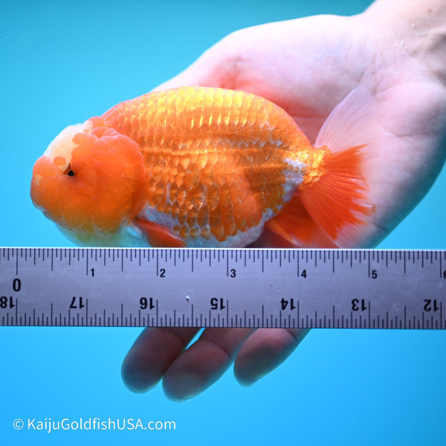 Jade Seal Red White Buffalo Ranchu 4.5in body (240524_RC03) - Kaiju Goldfish USA