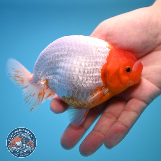 Red White Buffalo Ranchu 4 inch Body (250815_RC03)