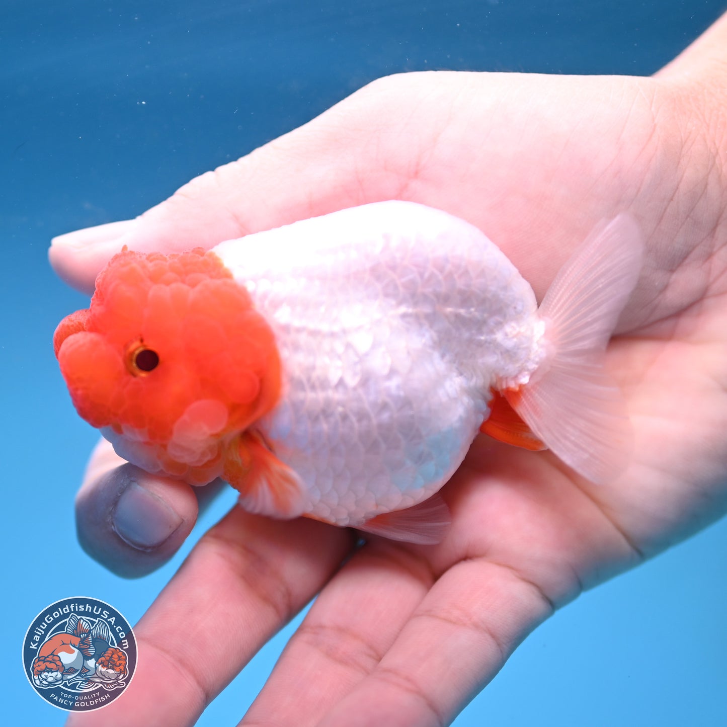 2 Pack Ranchu  3-3.5 inches - Unsexed (241115_RC03) - Kaiju Goldfish USA