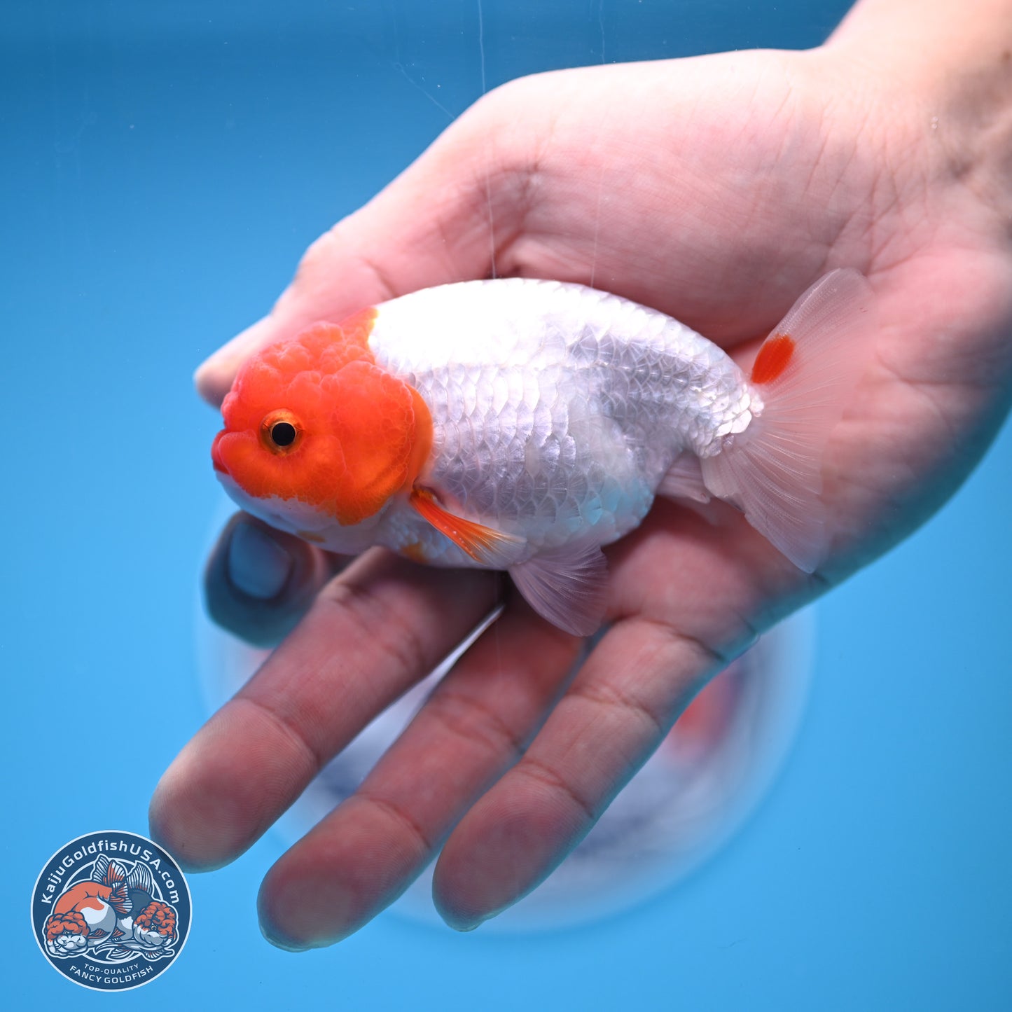 2 Pack Ranchu  3-3.5 inches - Unsexed (241122_RC03) - Kaiju Goldfish USA