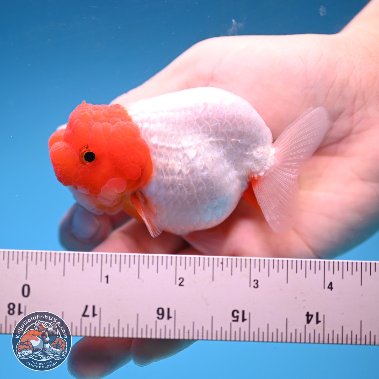 2 Pack Ranchu  3-3.5 inches - Unsexed (241115_RC03) - Kaiju Goldfish USA