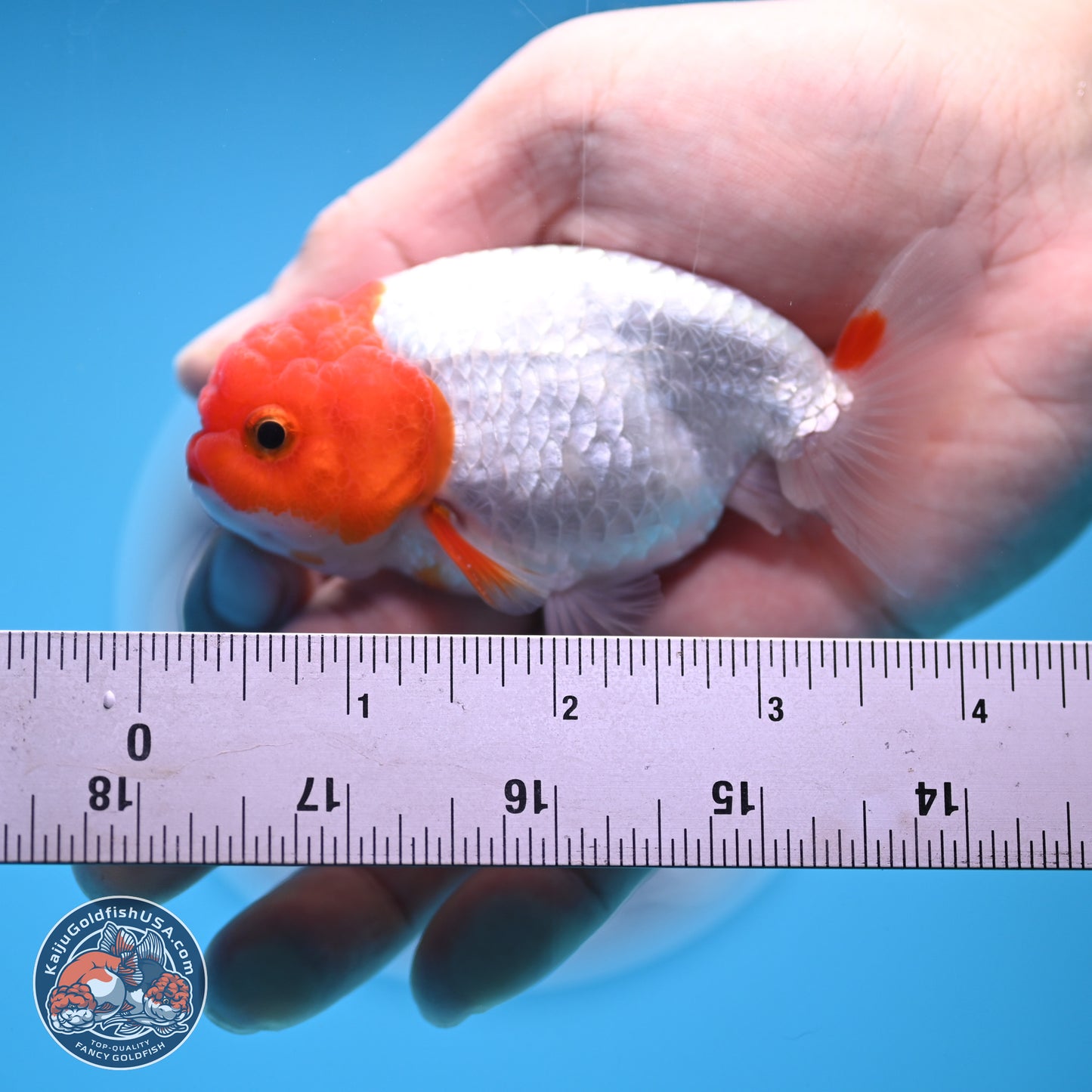 2 Pack Ranchu  3-3.5 inches - Unsexed (241122_RC03) - Kaiju Goldfish USA