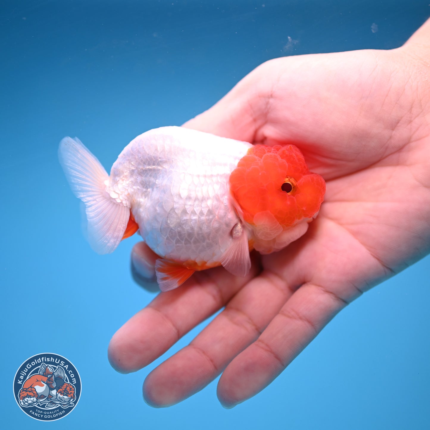 2 Pack Ranchu  3-3.5 inches - Unsexed (241115_RC03) - Kaiju Goldfish USA