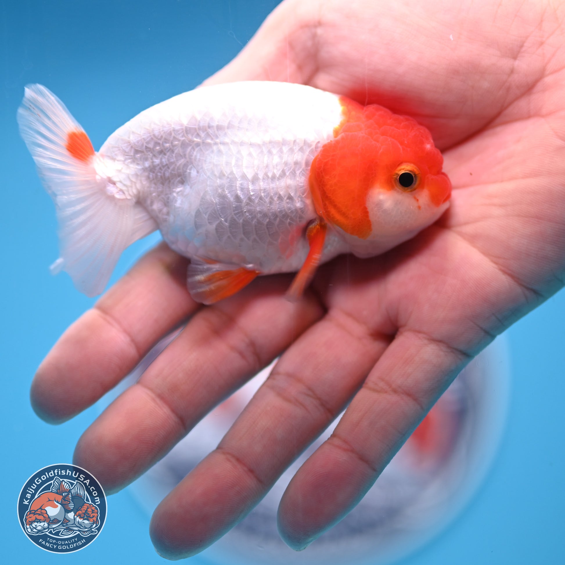 2 Pack Ranchu  3-3.5 inches - Unsexed (241122_RC03) - Kaiju Goldfish USA