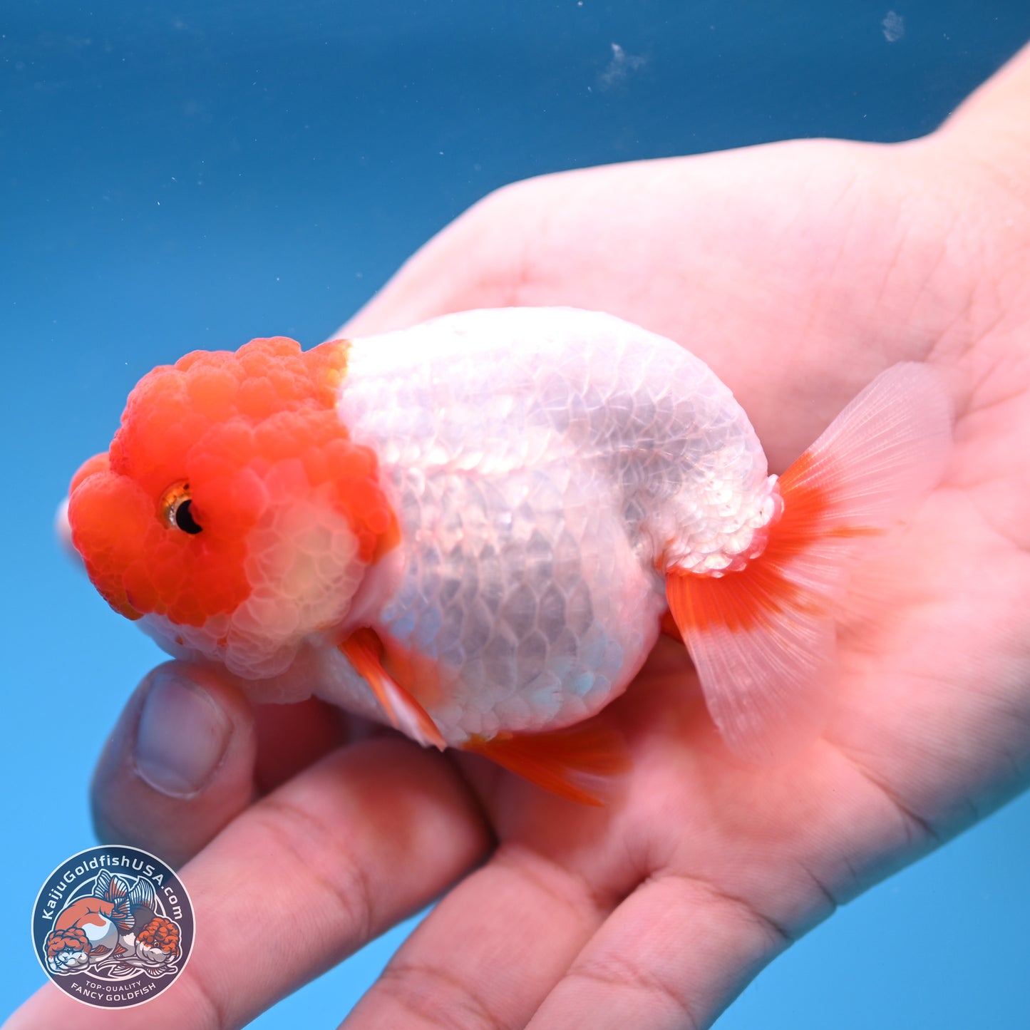 2 Pack Ranchu  3-3.5 inches - Unsexed (241115_RC03) - Kaiju Goldfish USA