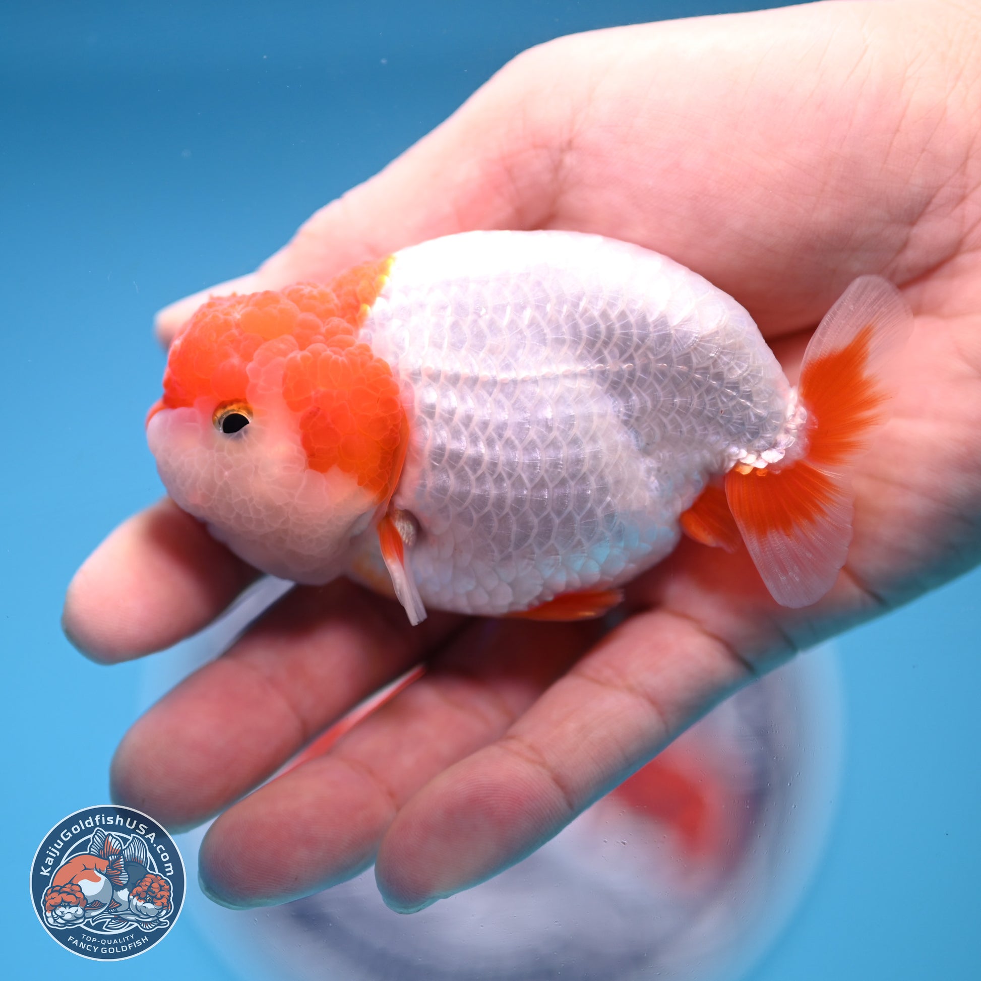 2 Pack Ranchu  3-3.5 inches - Unsexed (241122_RC03) - Kaiju Goldfish USA