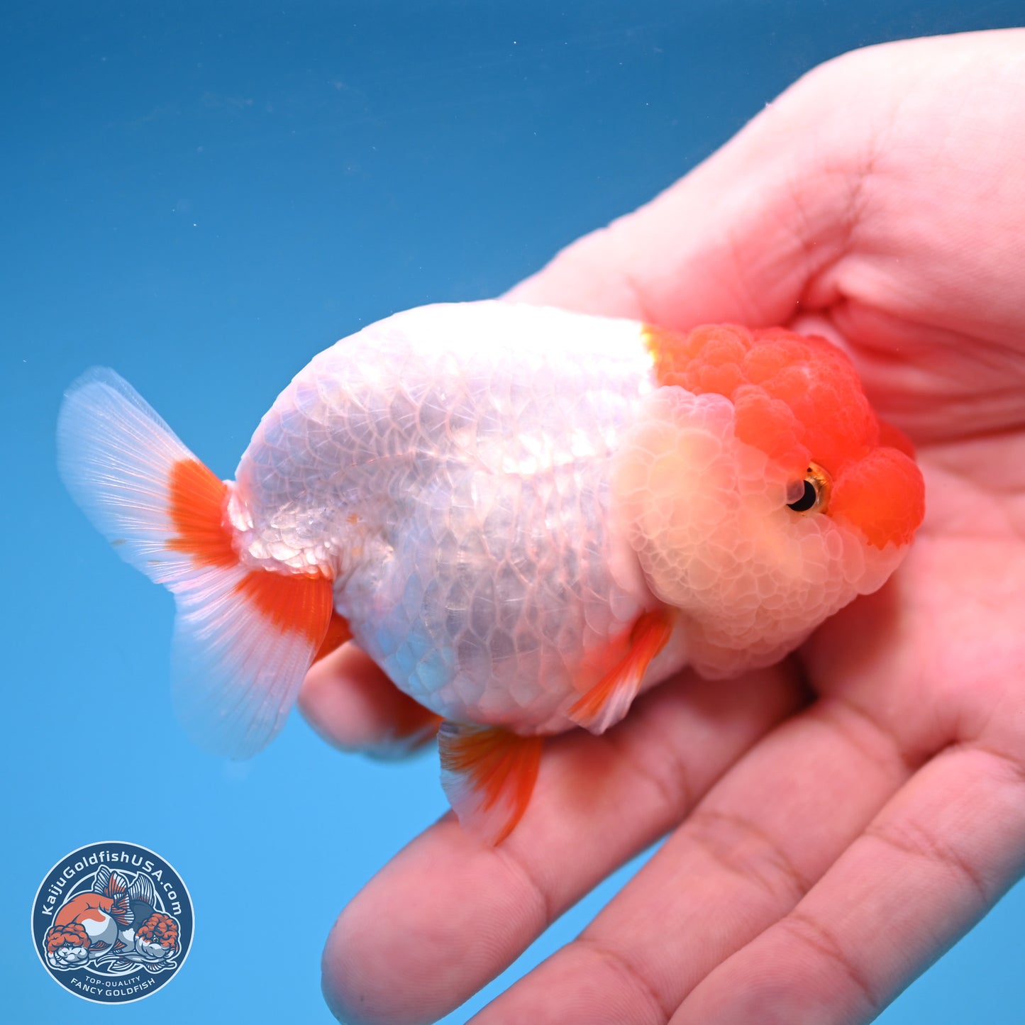 2 Pack Ranchu  3-3.5 inches - Unsexed (241115_RC03) - Kaiju Goldfish USA