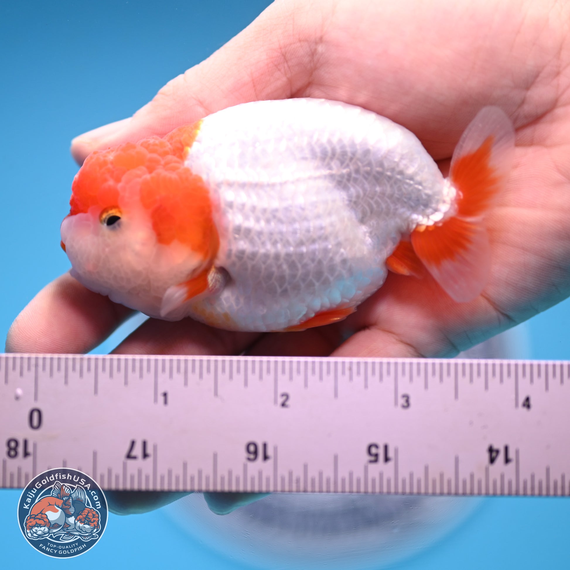 2 Pack Ranchu  3-3.5 inches - Unsexed (241122_RC03) - Kaiju Goldfish USA