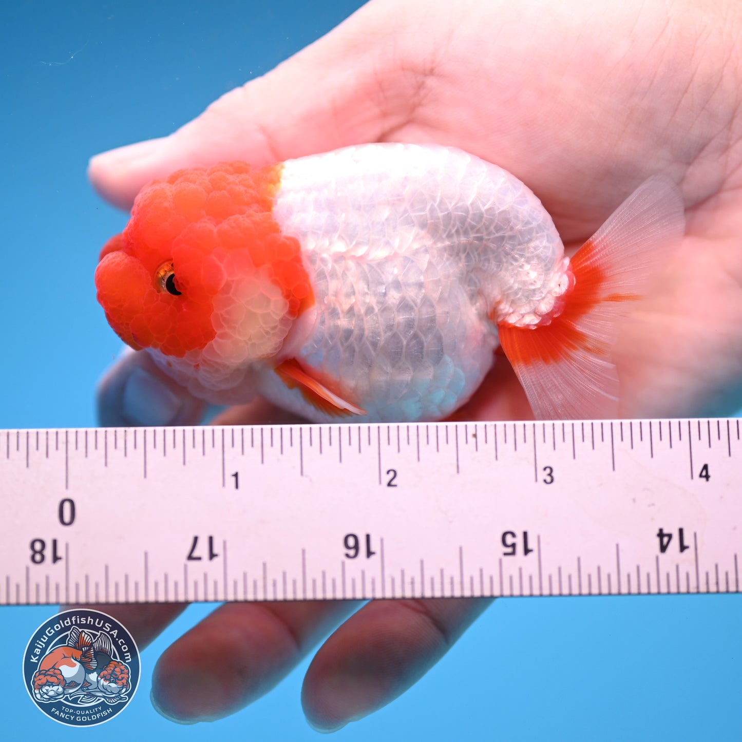 2 Pack Ranchu  3-3.5 inches - Unsexed (241115_RC03) - Kaiju Goldfish USA