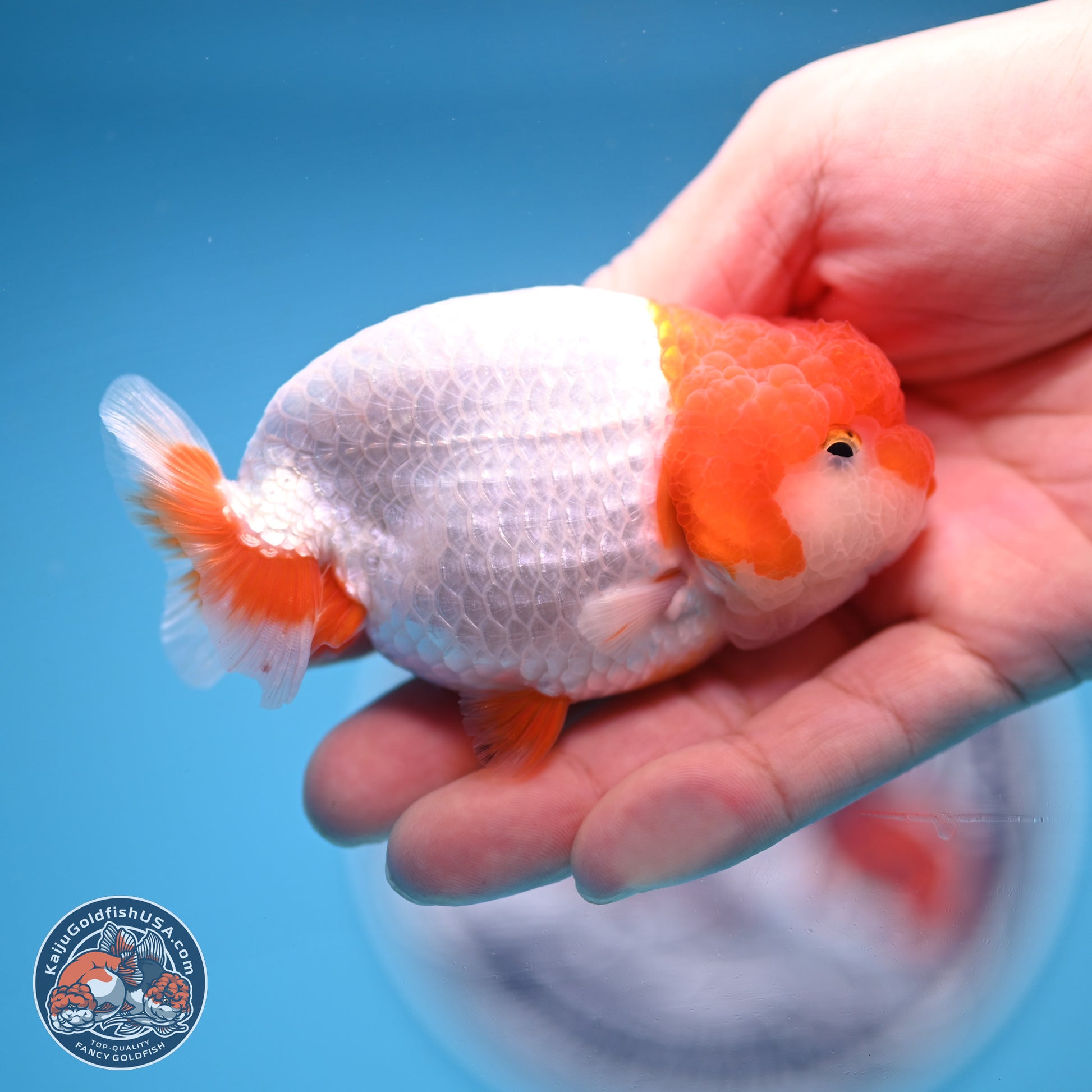 2 Pack Ranchu  3-3.5 inches - Unsexed (241122_RC03) - Kaiju Goldfish USA