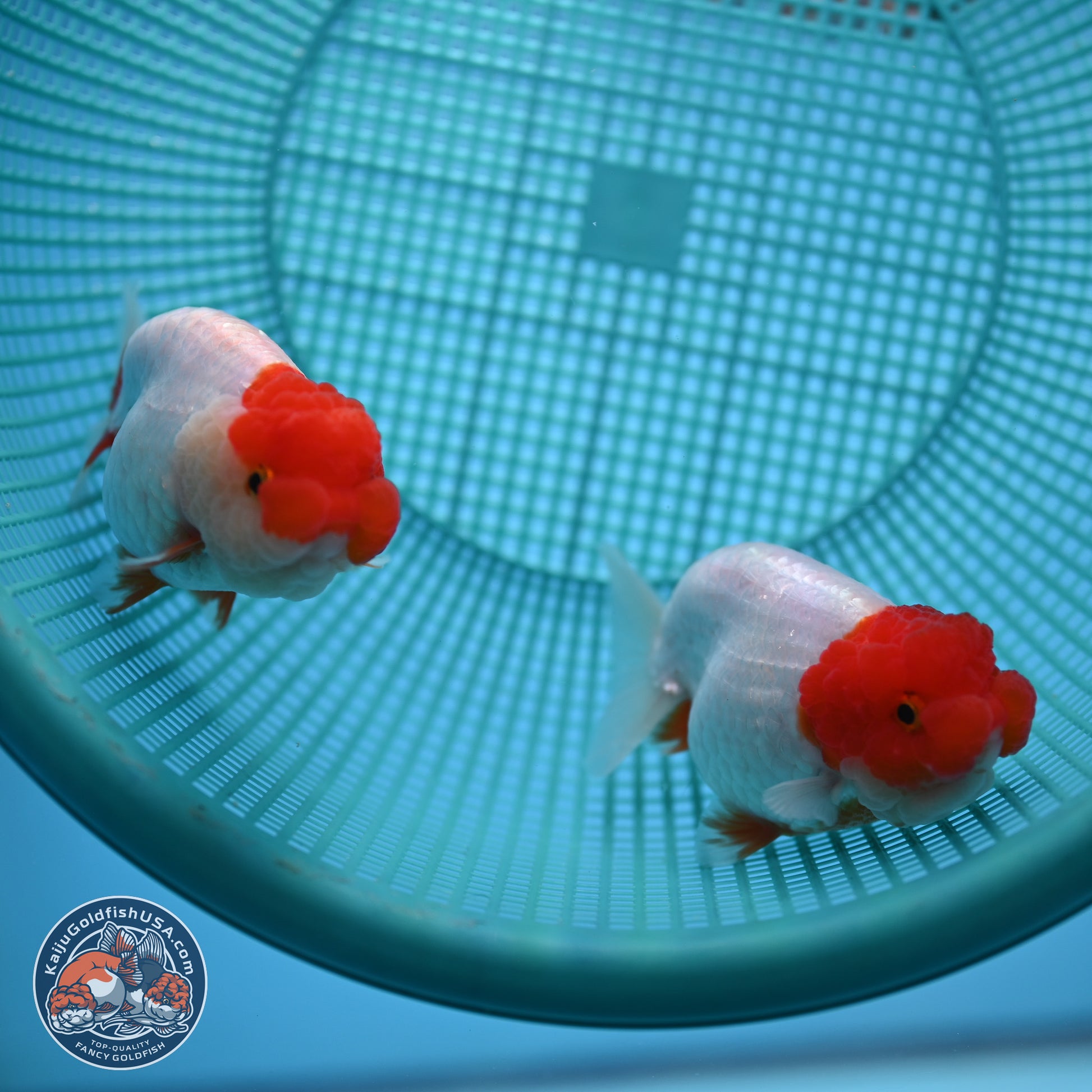 2 Pack Ranchu  3-3.5 inches - Unsexed (241115_RC03) - Kaiju Goldfish USA