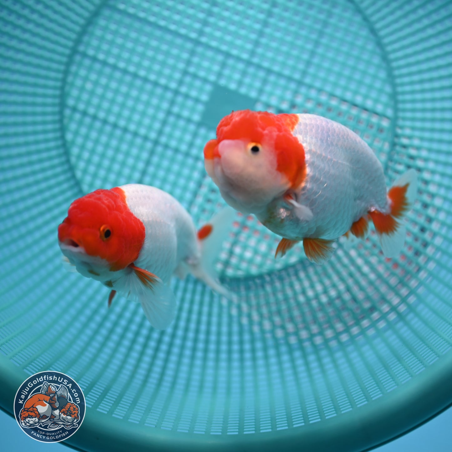 2 Pack Ranchu  3-3.5 inches - Unsexed (241122_RC03) - Kaiju Goldfish USA