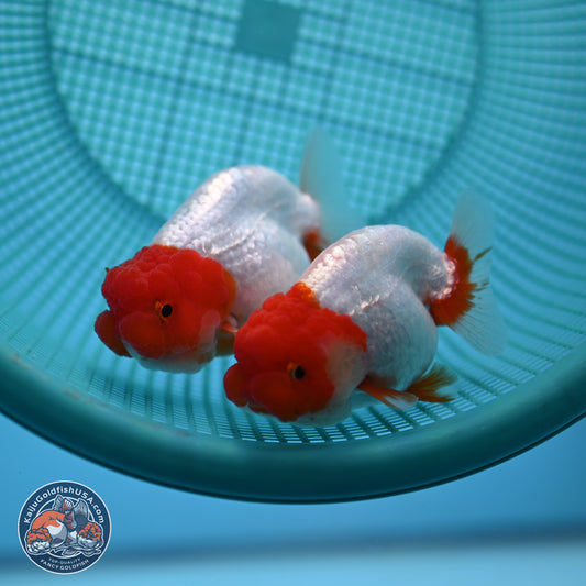 2 Pack Ranchu  3-3.5 inches - Unsexed (241115_RC03) - Kaiju Goldfish USA