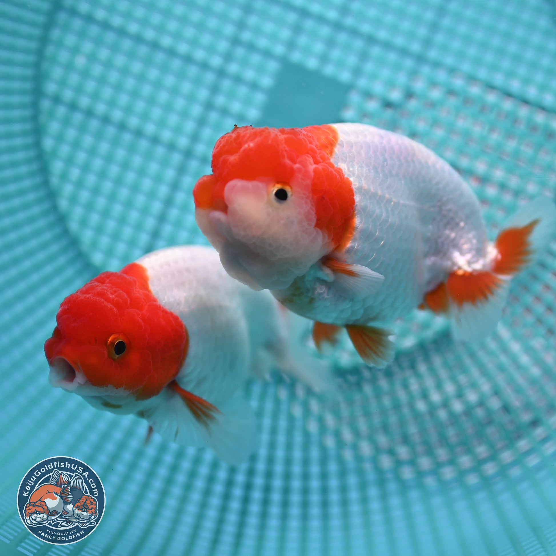 2 Pack Ranchu  3-3.5 inches - Unsexed (241122_RC03) - Kaiju Goldfish USA