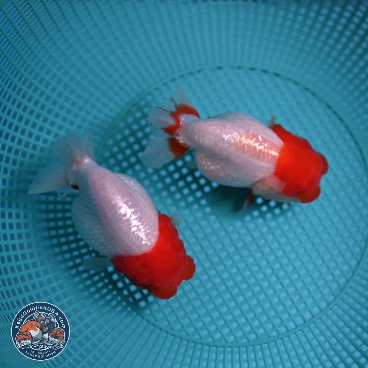 2 Pack Ranchu  3-3.5 inches - Unsexed (241115_RC03) - Kaiju Goldfish USA