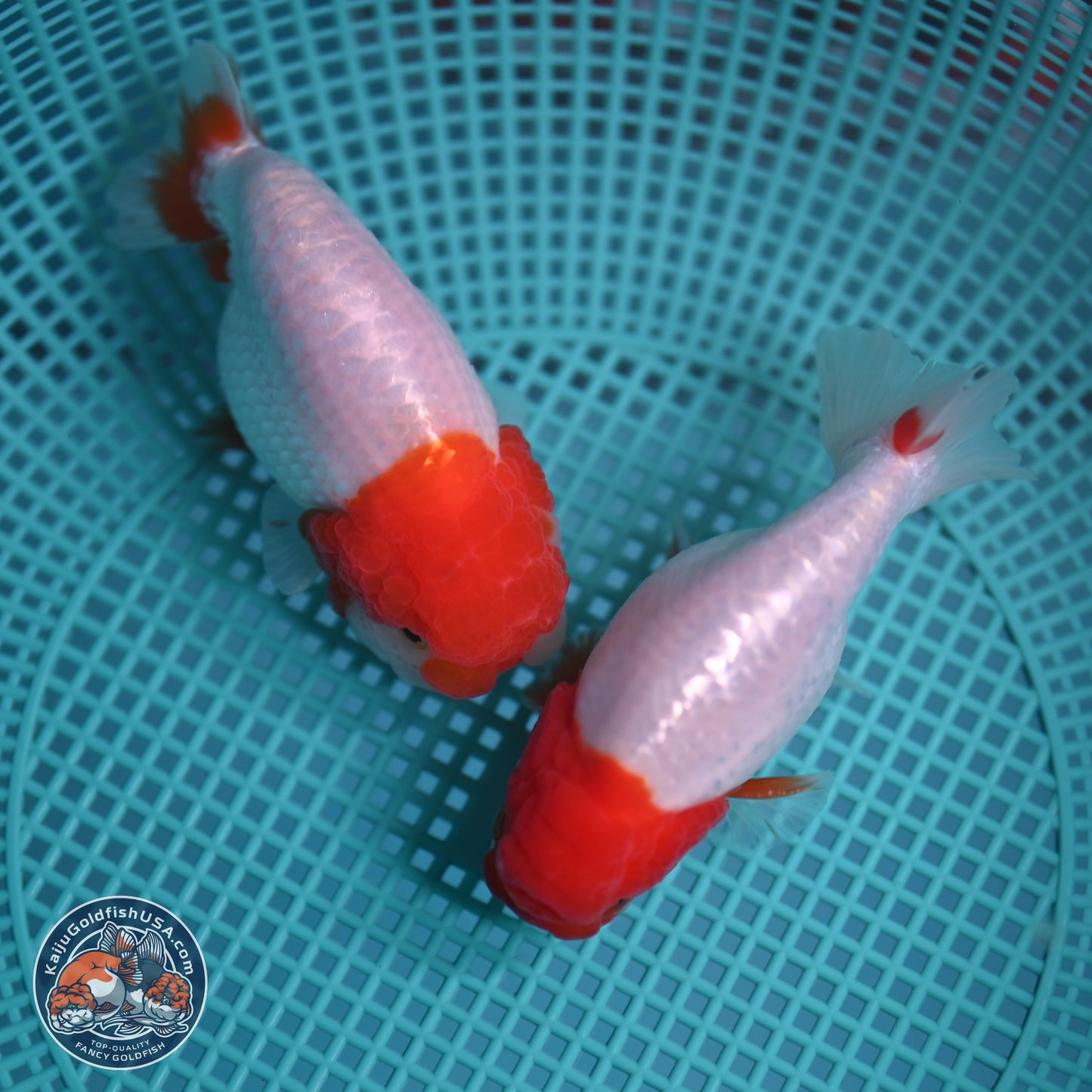 2 Pack Ranchu  3-3.5 inches - Unsexed (241122_RC03) - Kaiju Goldfish USA