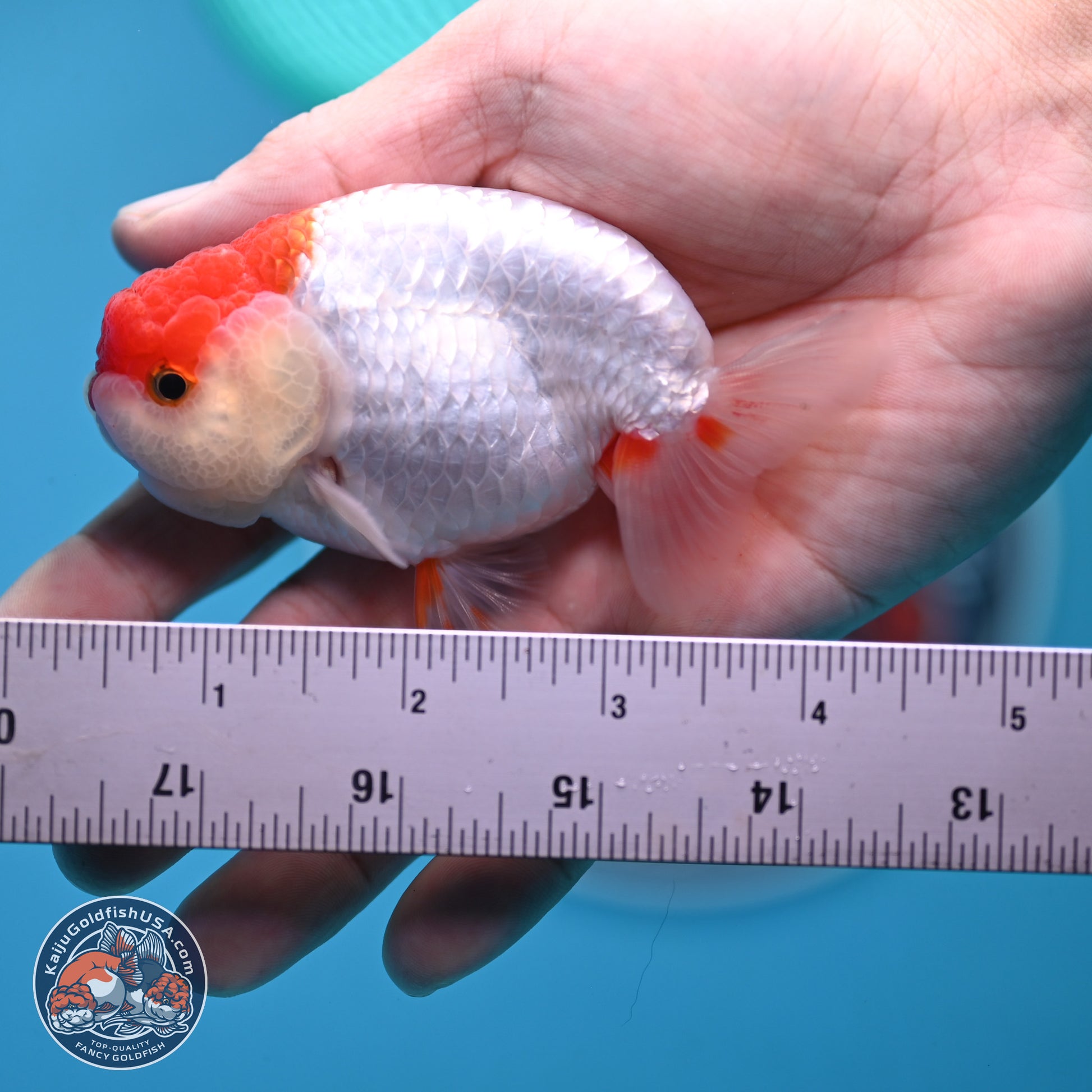 2 Pack Ranchu  3-3.5 inches - Unsexed (241129_RC03) - Kaiju Goldfish USA