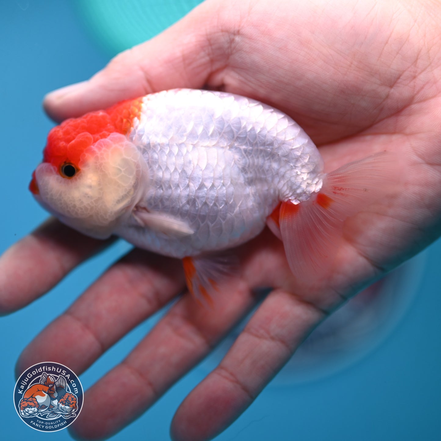 2 Pack Ranchu  3-3.5 inches - Unsexed (241129_RC03) - Kaiju Goldfish USA