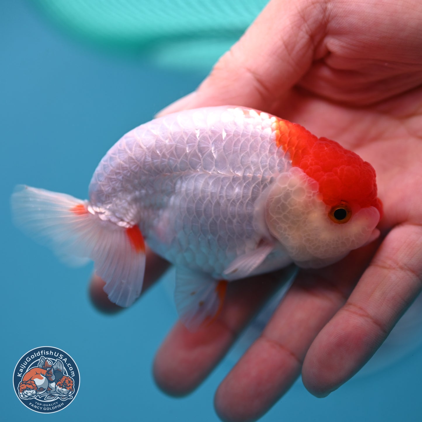 2 Pack Ranchu  3-3.5 inches - Unsexed (241129_RC03) - Kaiju Goldfish USA