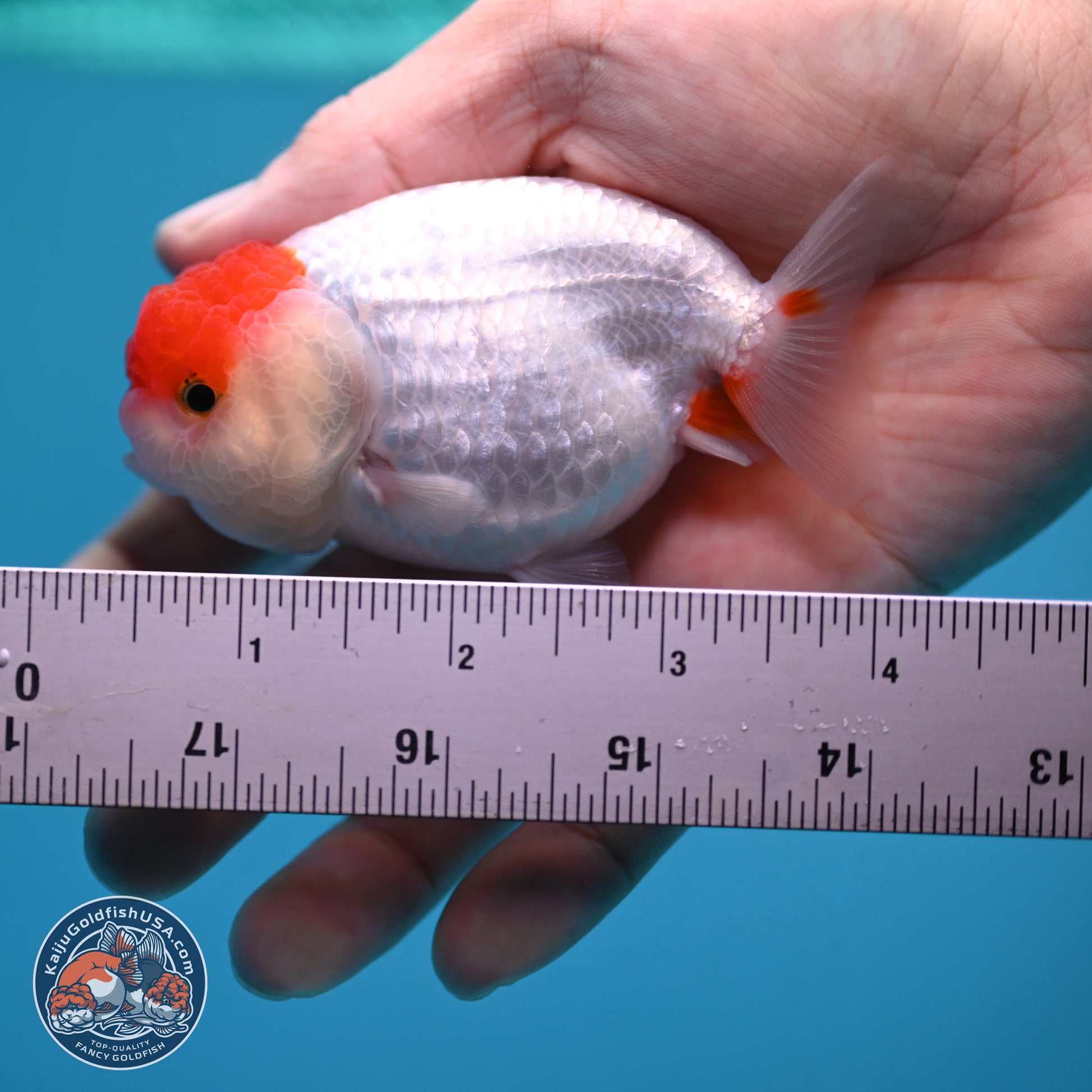 2 Pack Ranchu  3-3.5 inches - Unsexed (241129_RC03) - Kaiju Goldfish USA