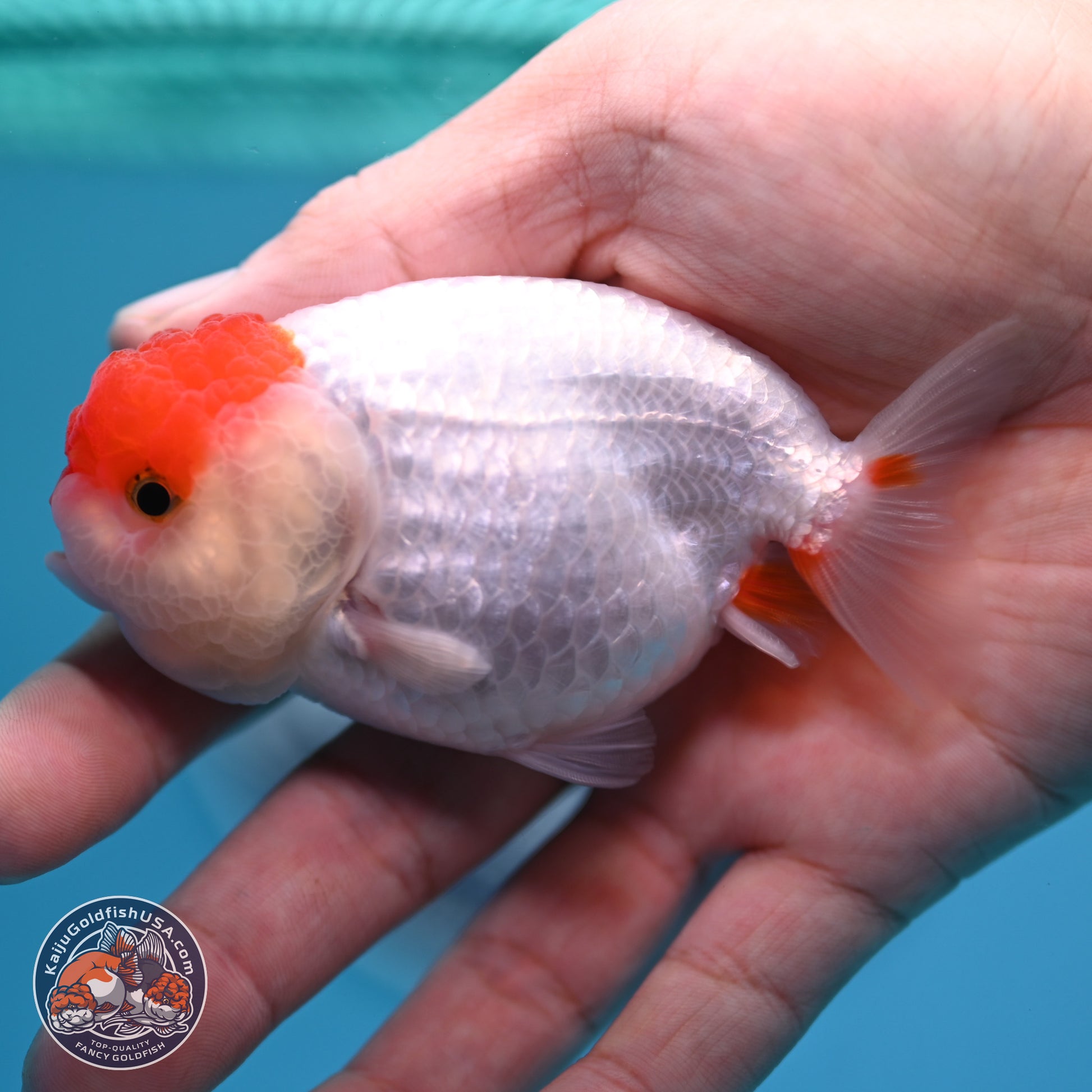 2 Pack Ranchu  3-3.5 inches - Unsexed (241129_RC03) - Kaiju Goldfish USA