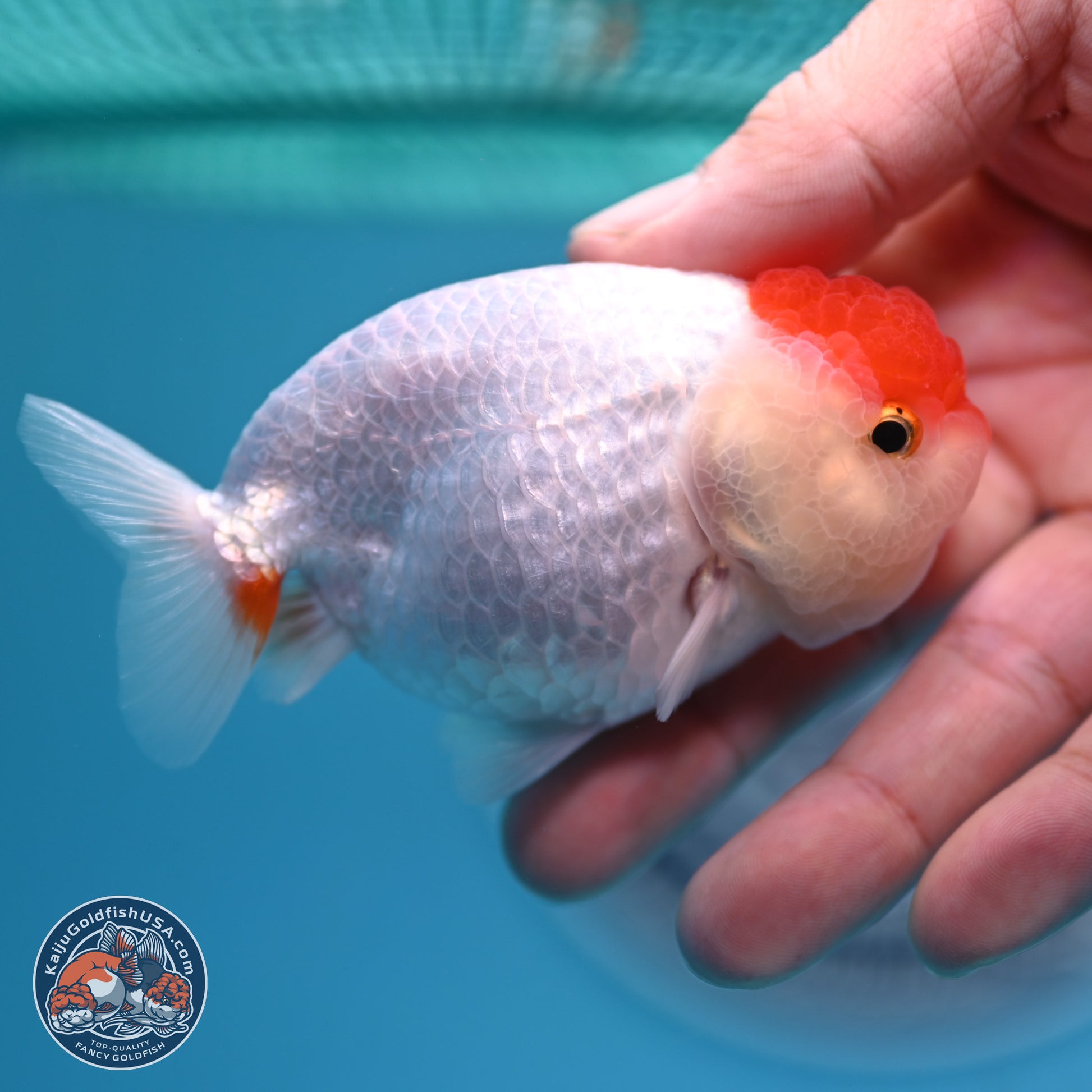 2 Pack Ranchu  3-3.5 inches - Unsexed (241129_RC03) - Kaiju Goldfish USA