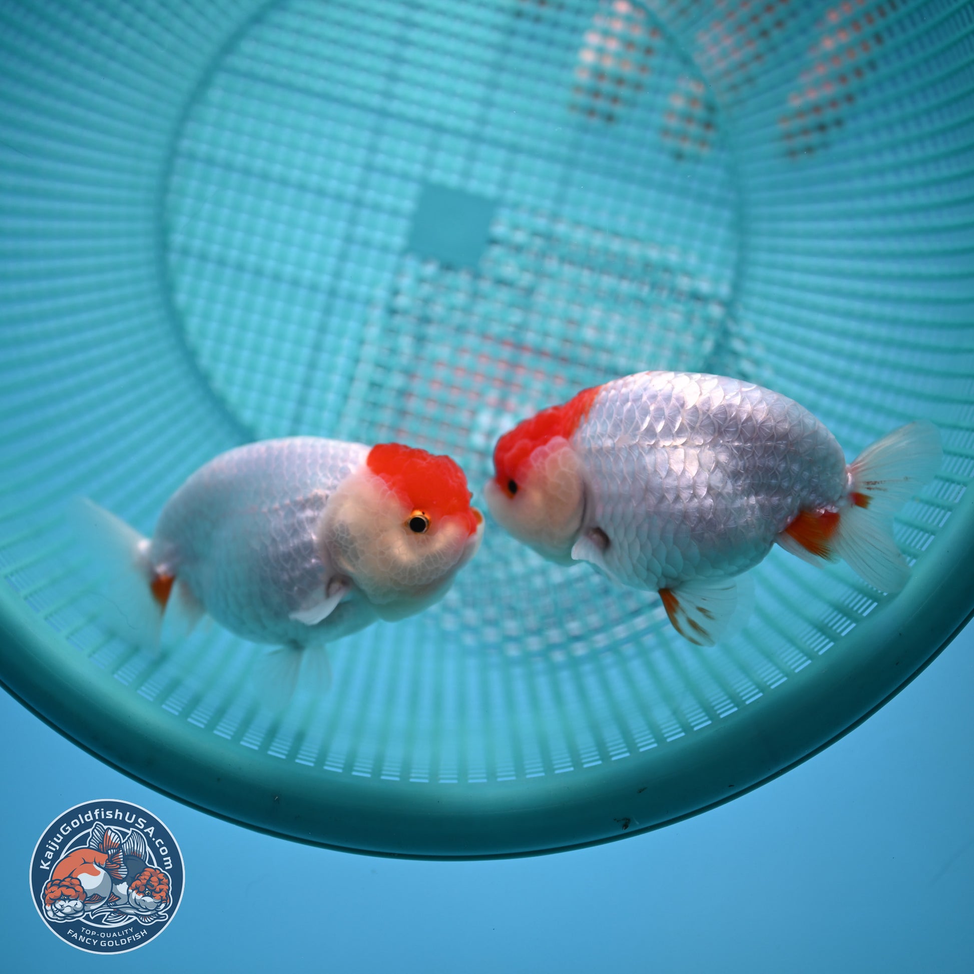 2 Pack Ranchu  3-3.5 inches - Unsexed (241129_RC03) - Kaiju Goldfish USA