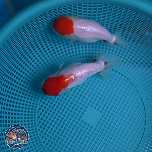 2 Pack Ranchu  3-3.5 inches - Unsexed (241129_RC03) - Kaiju Goldfish USA