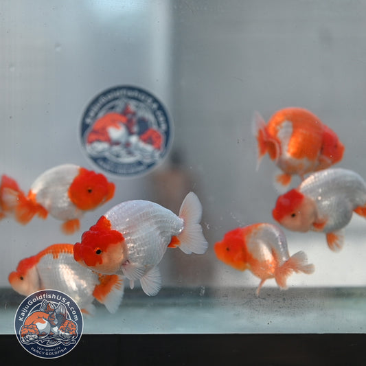 2 Pack Random Pick - Red White Buffalo Ranchu 3.5 - 4 inch Body (250905_RC03)