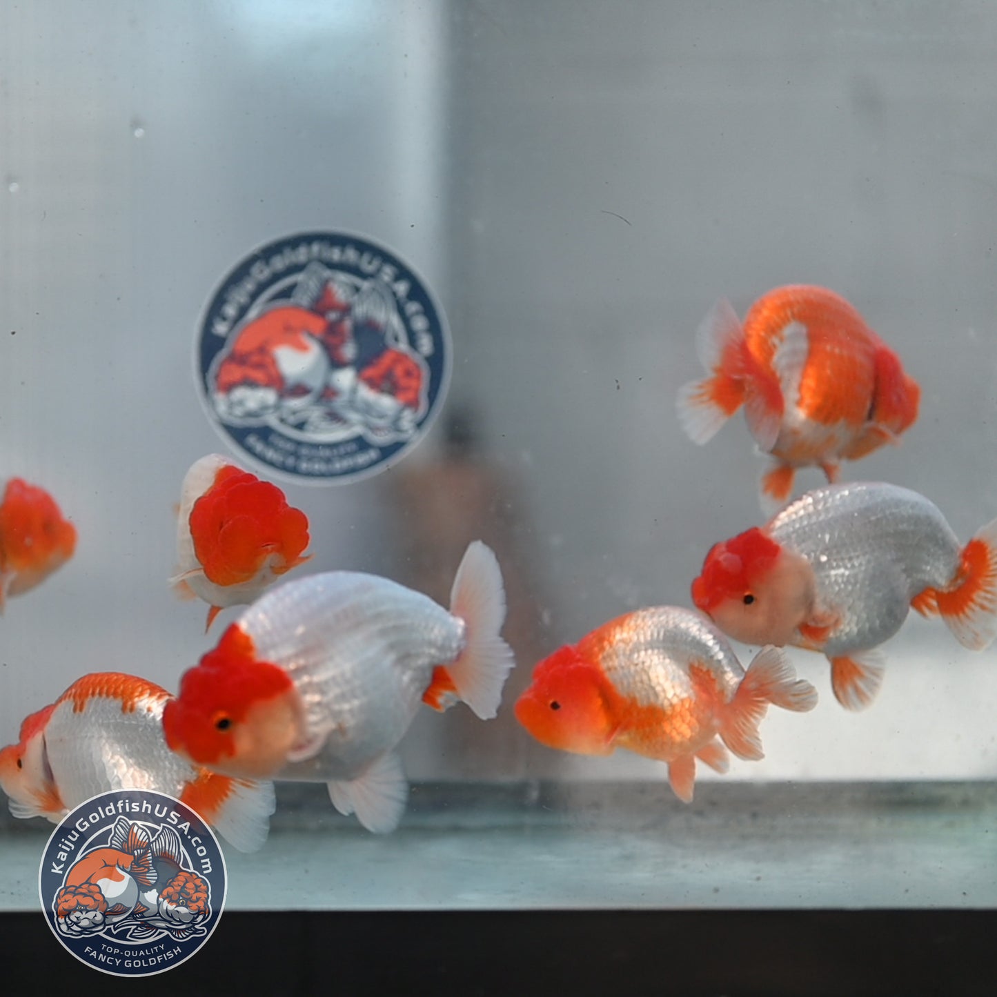 2 Pack Random Pick - Red White Buffalo Ranchu 3.5 - 4 inch Body (250905_RC03)