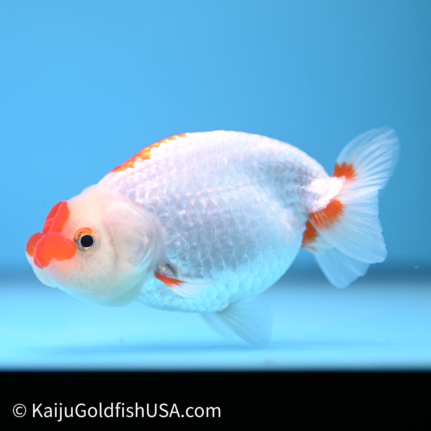 Red White Buffalo Ranchu 3.75in Body (240621_RC04) - Kaiju Goldfish USA