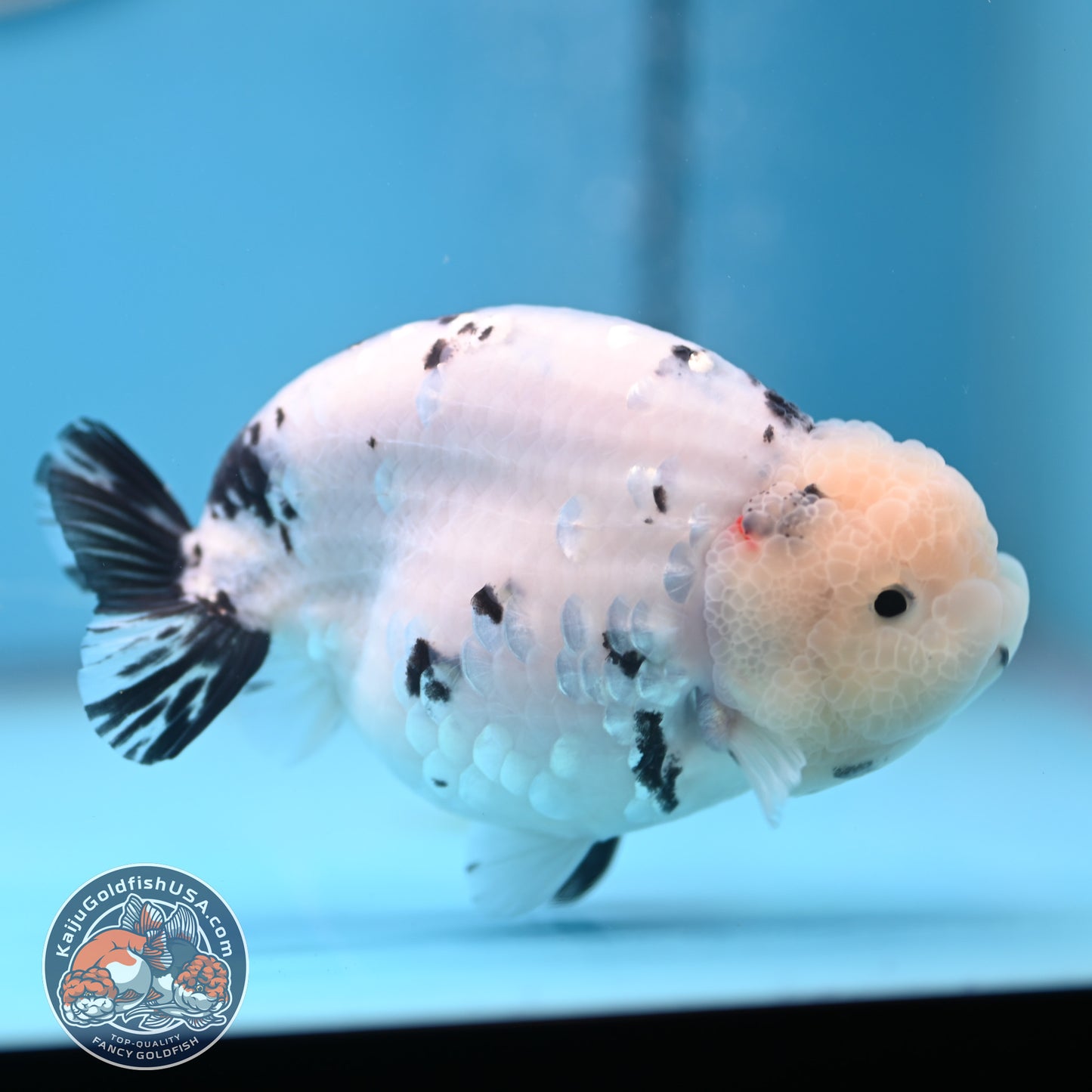 Tricolor Ranchu 4.5 inches Body (250509_RC04)