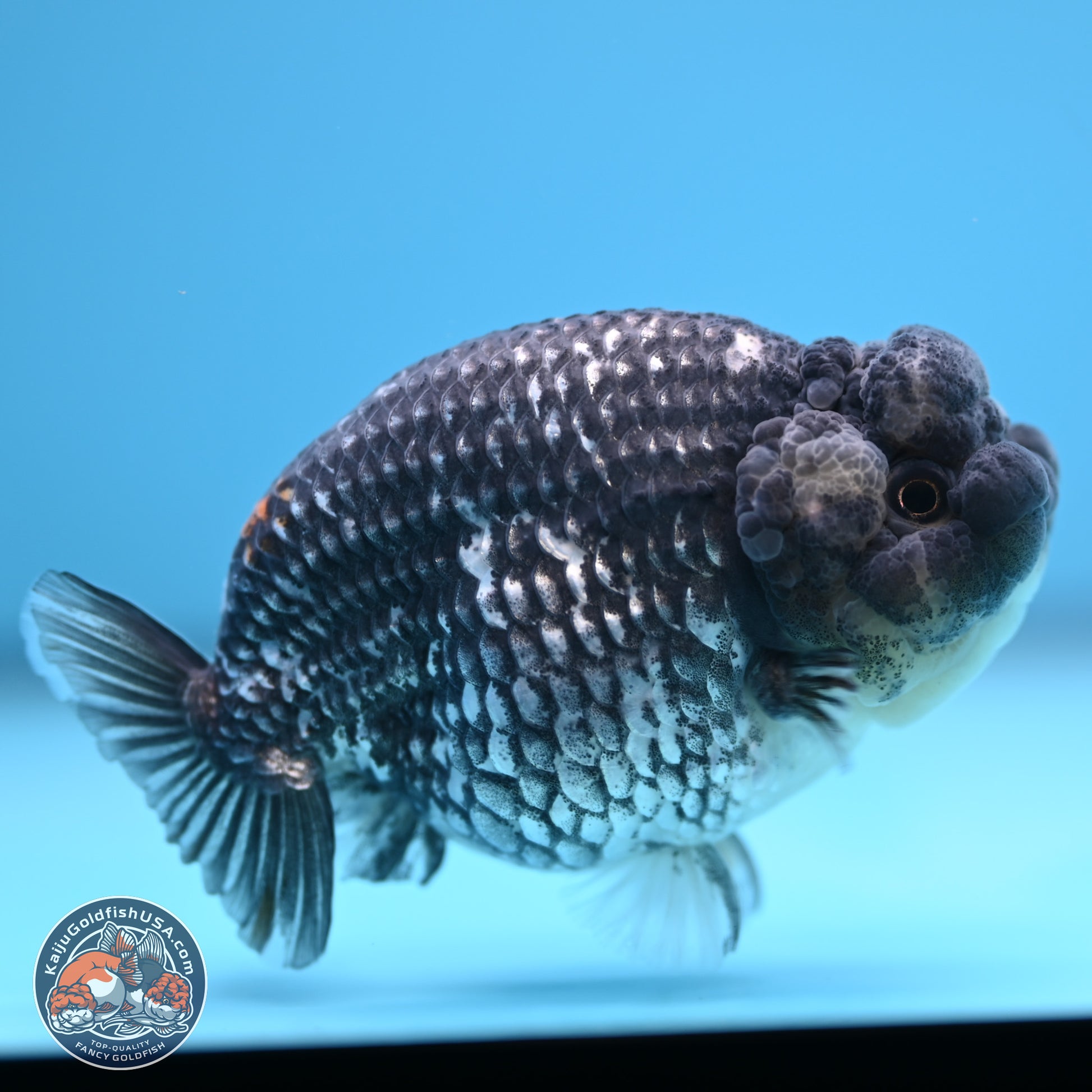 Grey Metallic Ranchu 3.75 inches Body - Female (241227_RC04) - Kaiju Goldfish USA