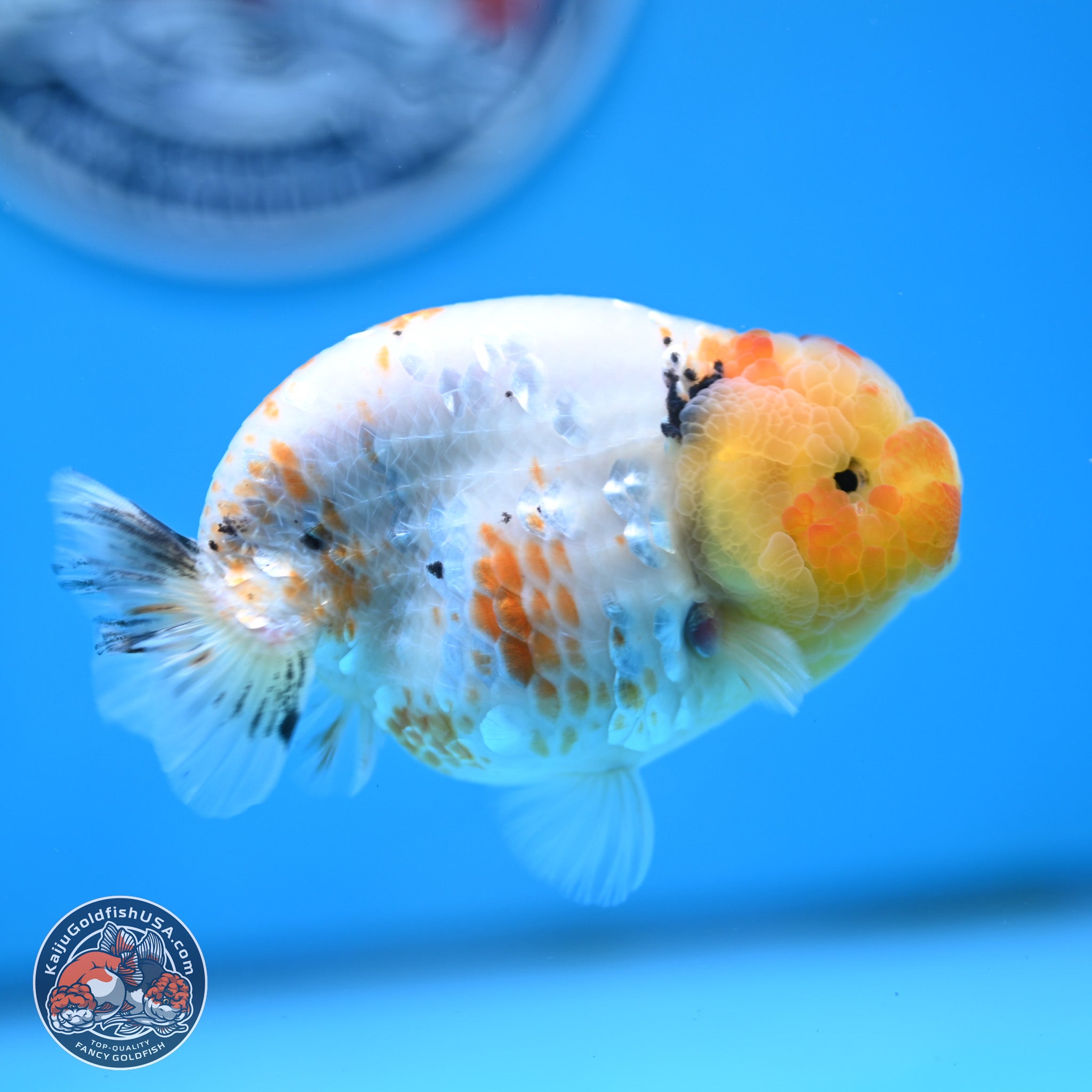 Tricolor Ginrin Sakura Ranchu Goldfish for Sale | Kaiju Goldfish USA
