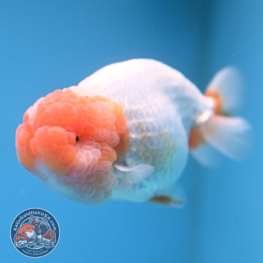 Super Wen Red White Buffalo Ranchu 4 inch Body (250919_RC04)