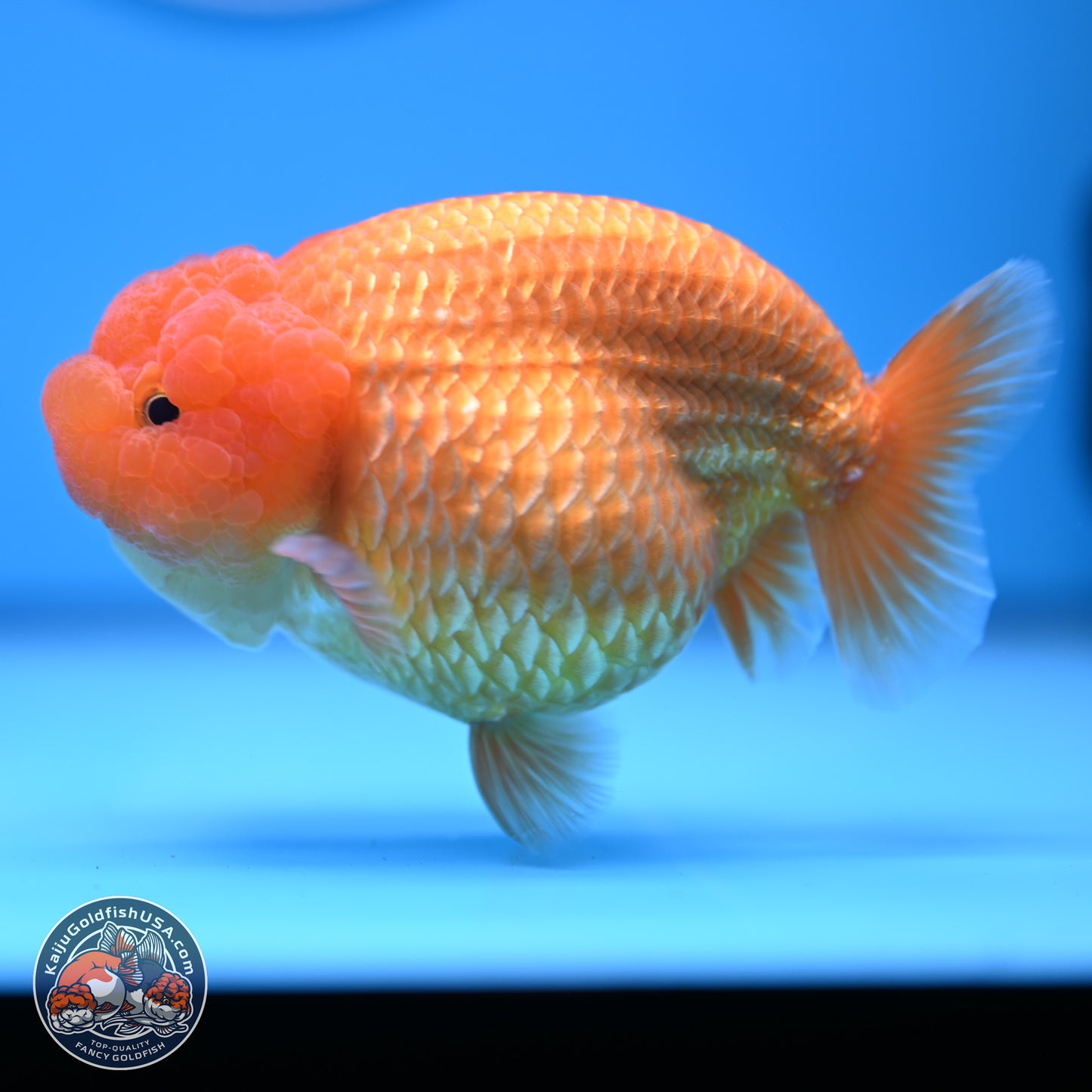 A Grade Classic Gold Lionchu 4.5-5 inches (240906_RC04) - Kaiju Goldfish USA