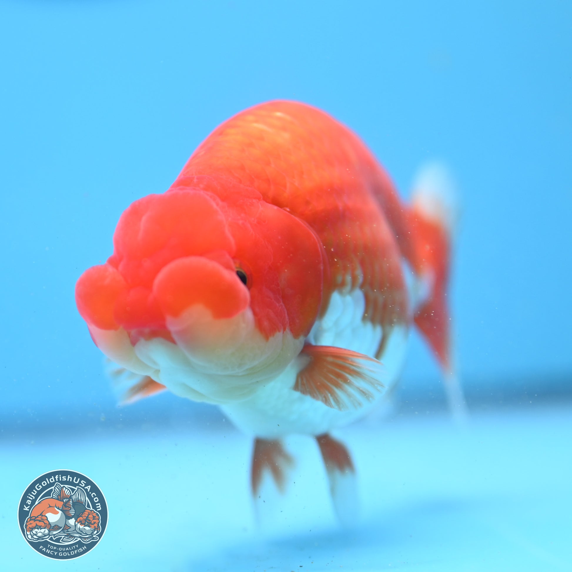 Red White Buffalo Ranchu 4.75in Body (240802_RC04) - Kaiju Goldfish USA