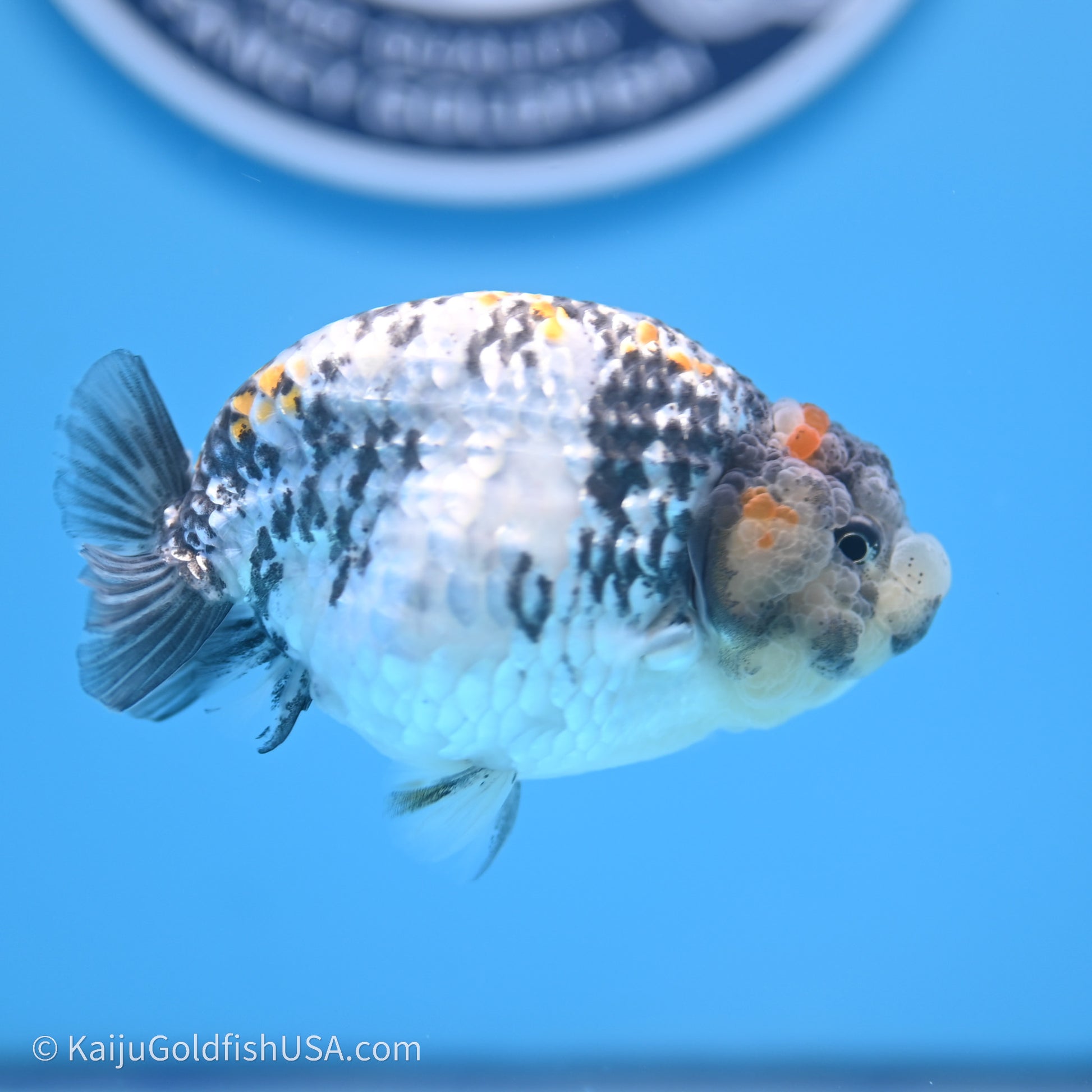 Tricolor White Tiger Ranchu 3.5 inches (240719_RC04) - Kaiju Goldfish USA