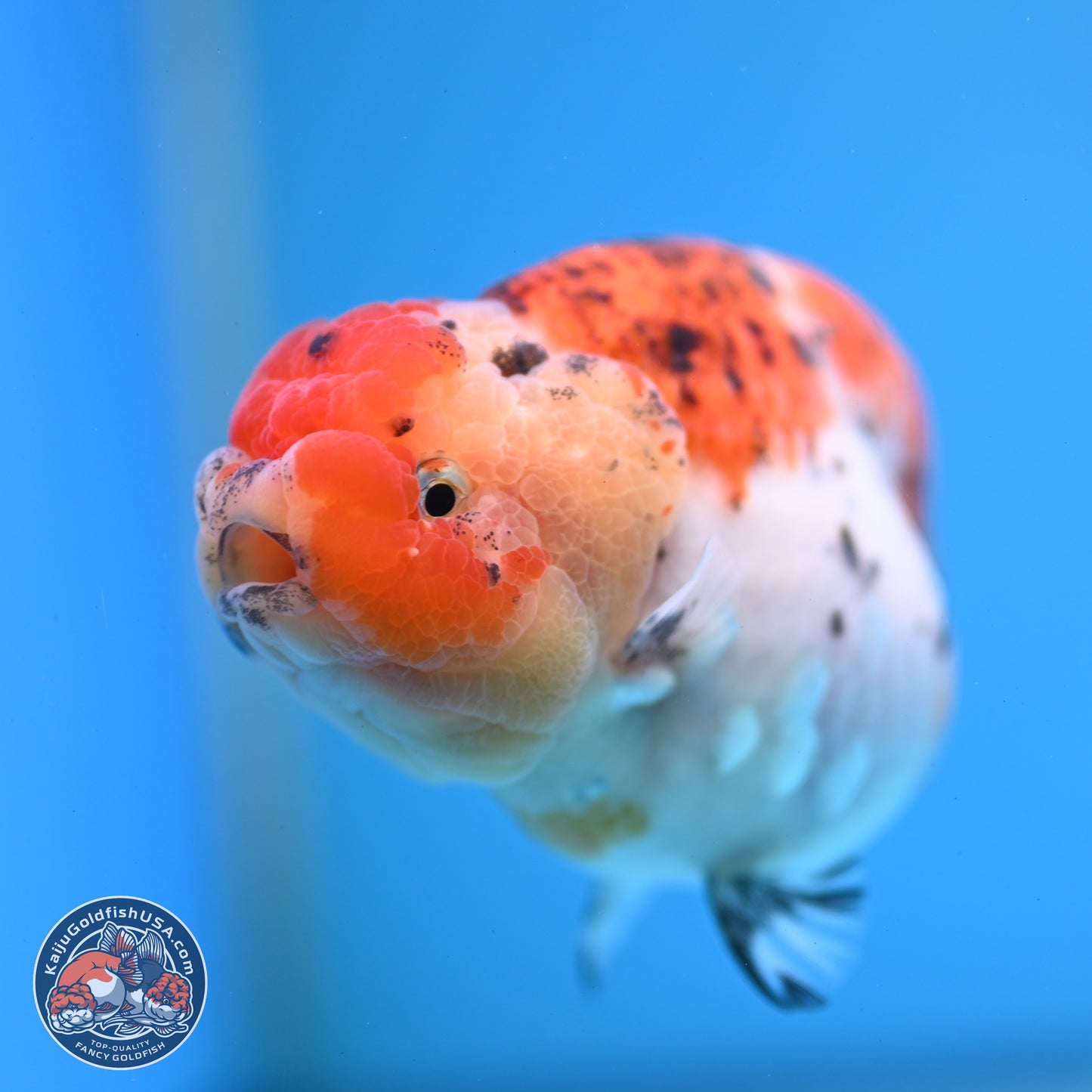 Tricolor Sakura Ranchu 4 inches Body - Female (250228_RC04)