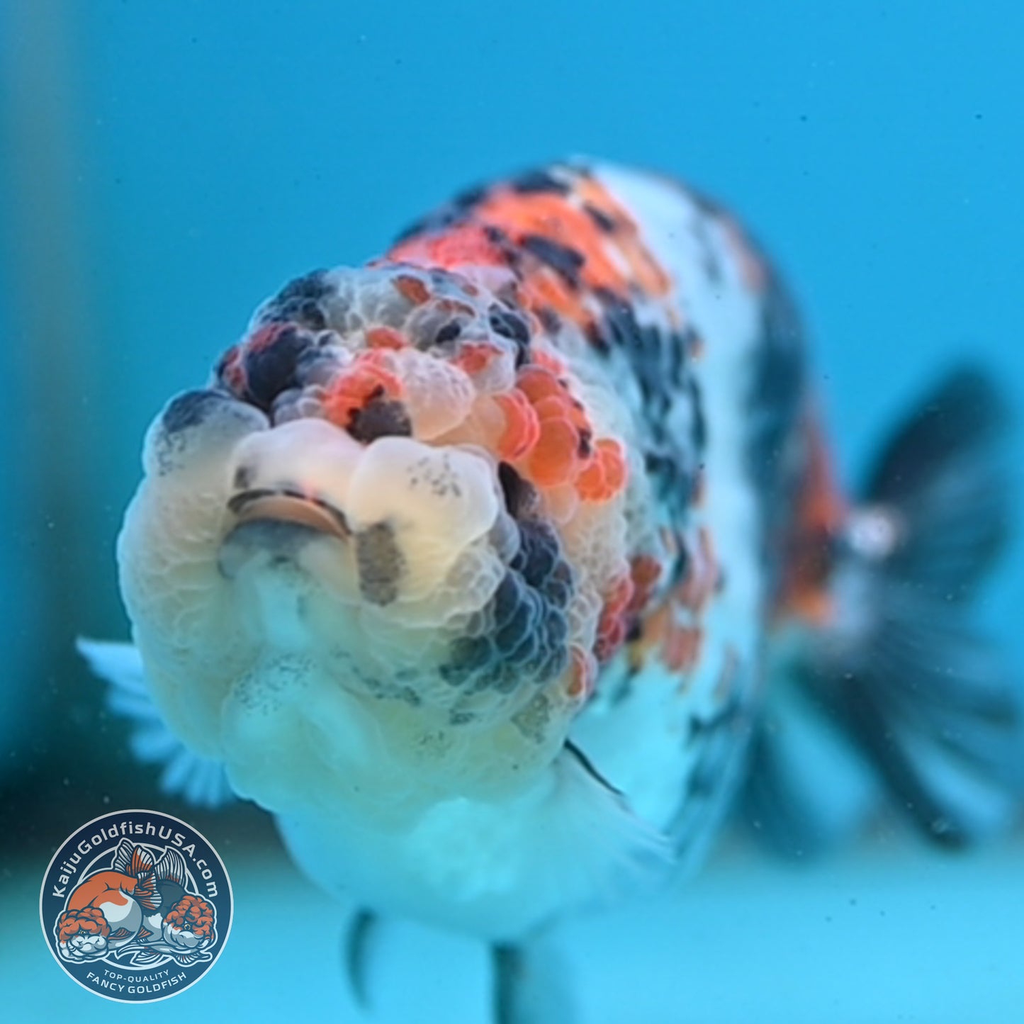 Tricolor Tiger Ranchu 4 inch Body (251003_RC04)