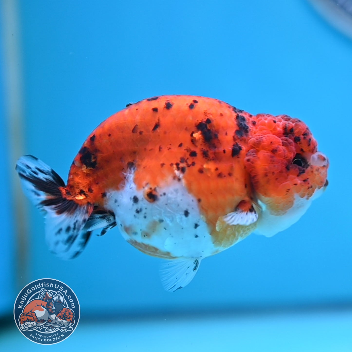 Calico Ranchu 4 inches Body (250516_RC04)