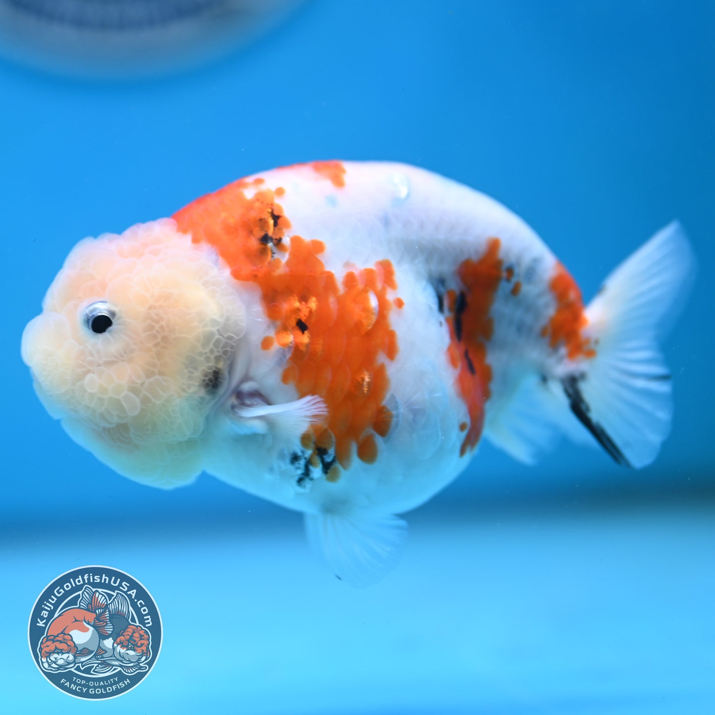 Tricolor Sakura Ranchu 4.25 inches Body (250502_RC04)