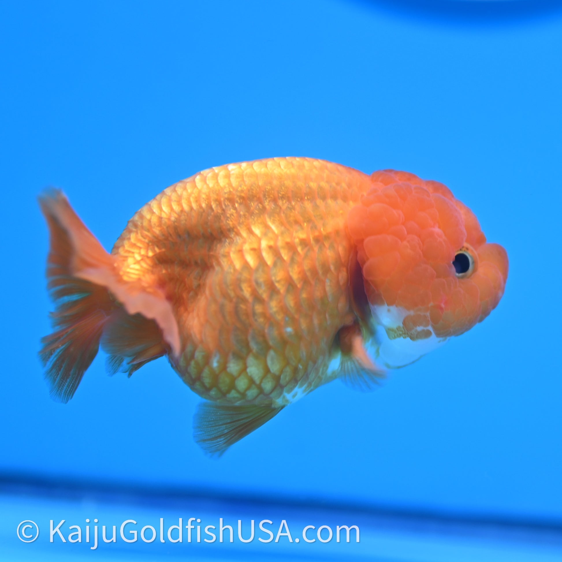 Red White Lionchu 3.5in body (240726_RC04) - Kaiju Goldfish USA