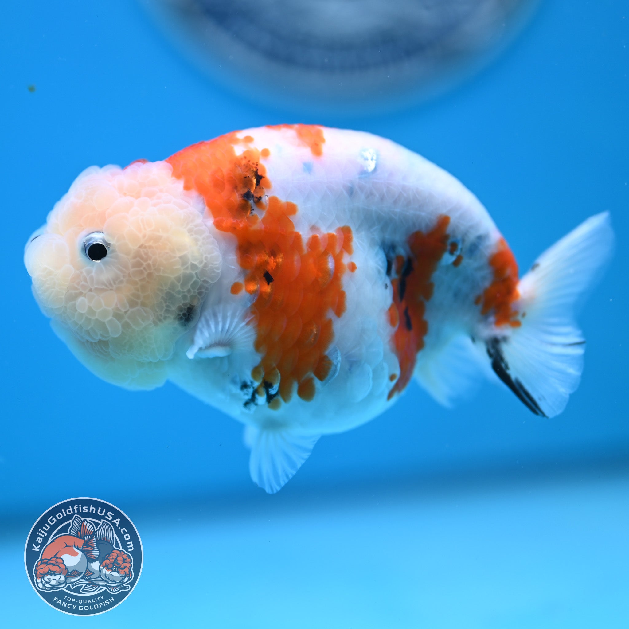 Tricolor Sakura Ranchu Goldfish for Sale | Kaiju Goldfish USA