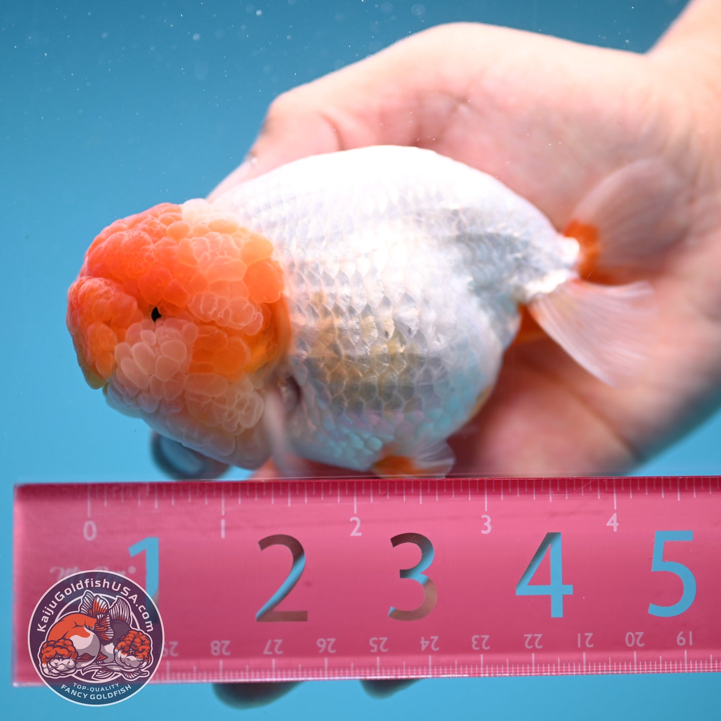 Super Wen Red White Buffalo Ranchu 4 inch Body (250919_RC04)
